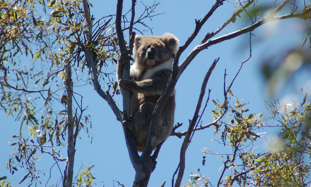 a-koala-easily-spotted-for-once-australia