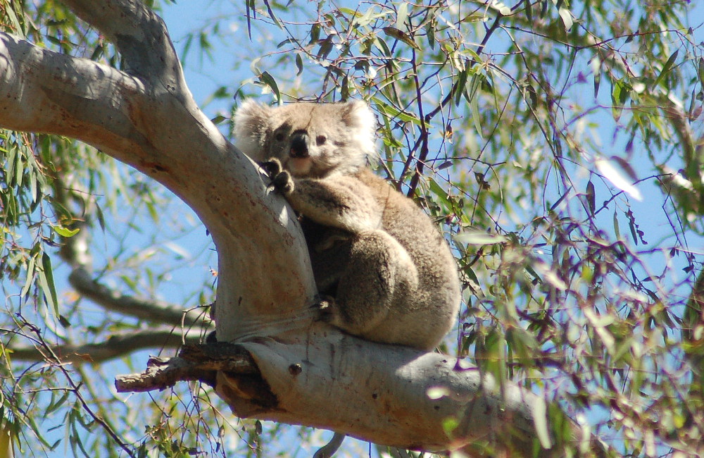 beautiful-koala-australia