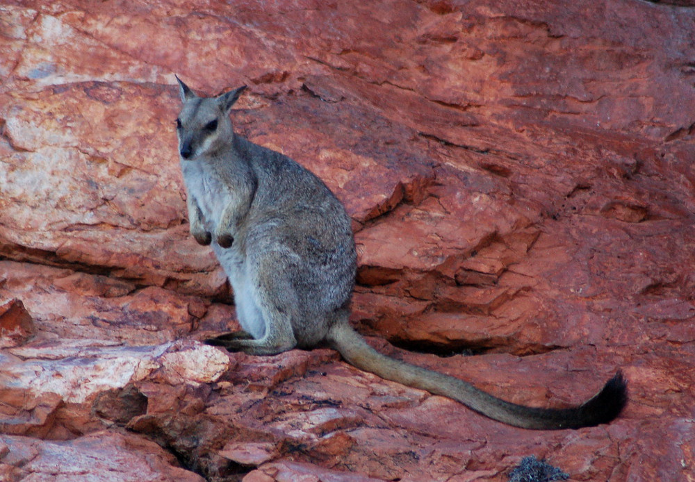 cool-little-rock-wallaby-australia