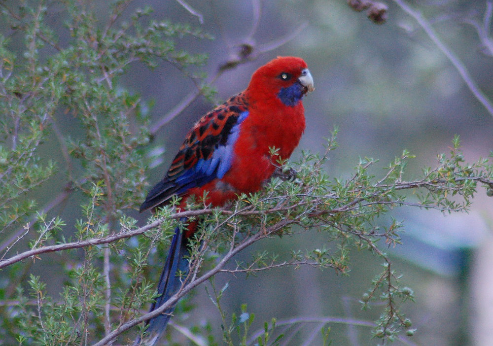 crimson-rosella-australia