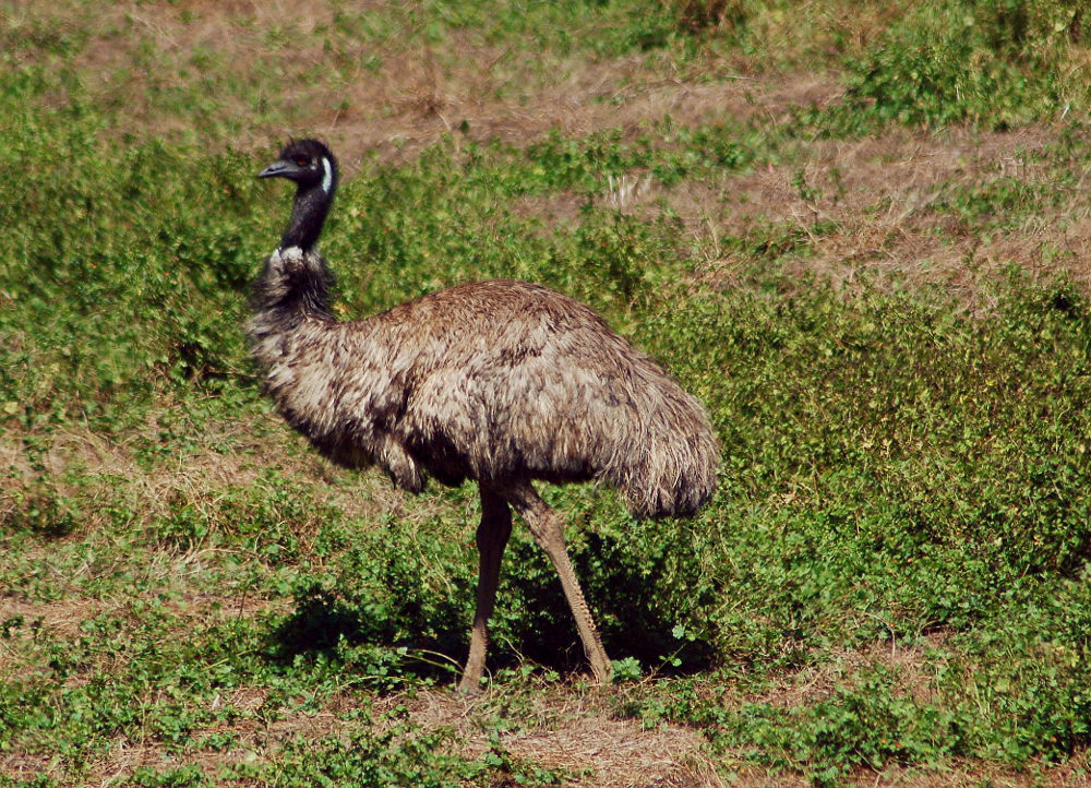 emu-australia