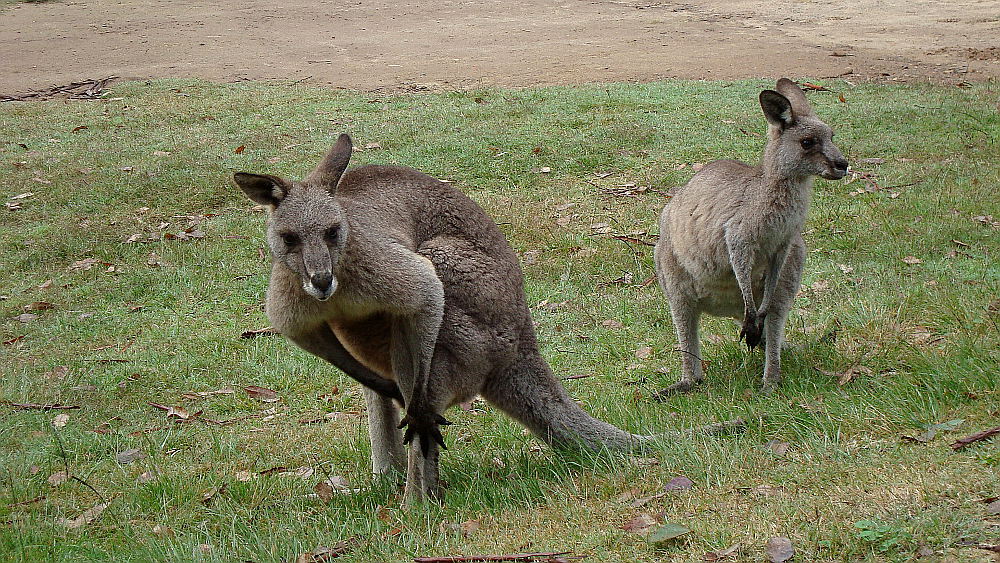 kangaroos-in-pair-australia