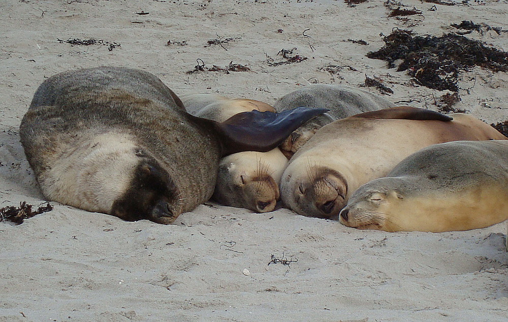 pile-of-sea-lions-kangaroo-island-australia