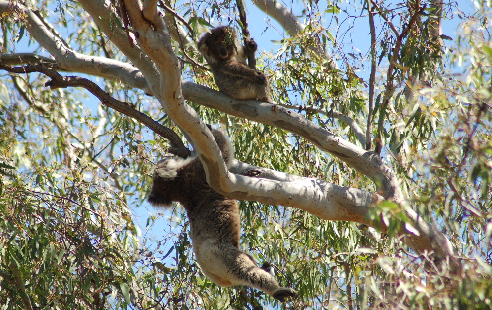 woops-how-did-that-happen-koalas-australia