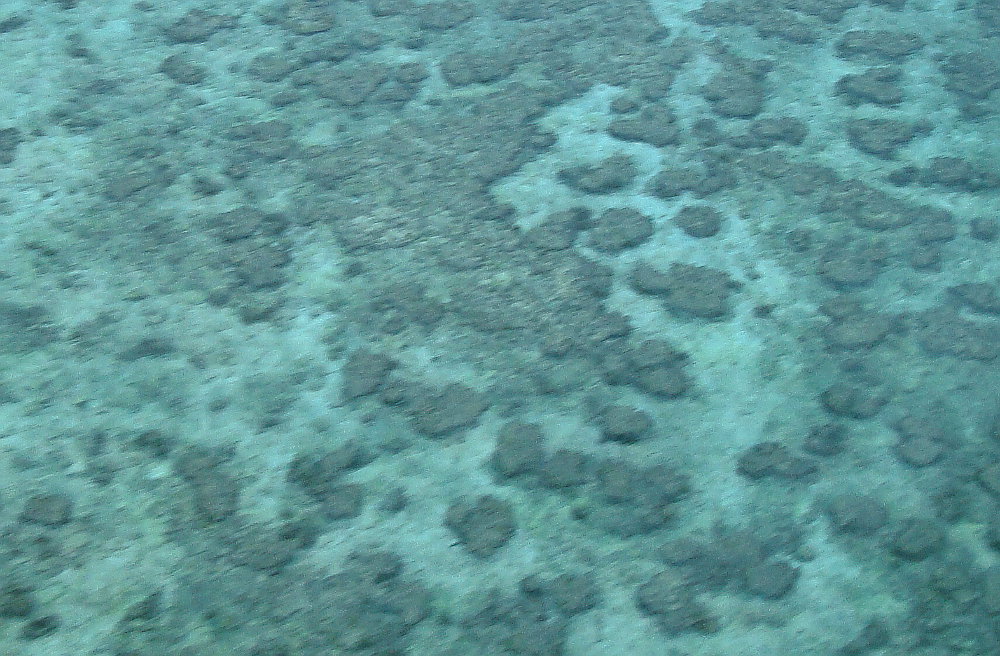 bits-of-great-barrier-reef-australia