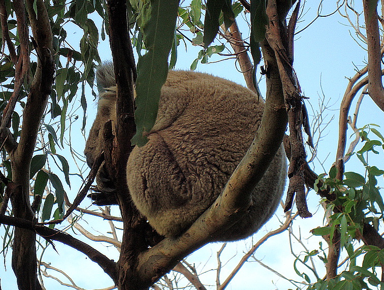 koalas-can-be-pretty-hard-to-spot-australia