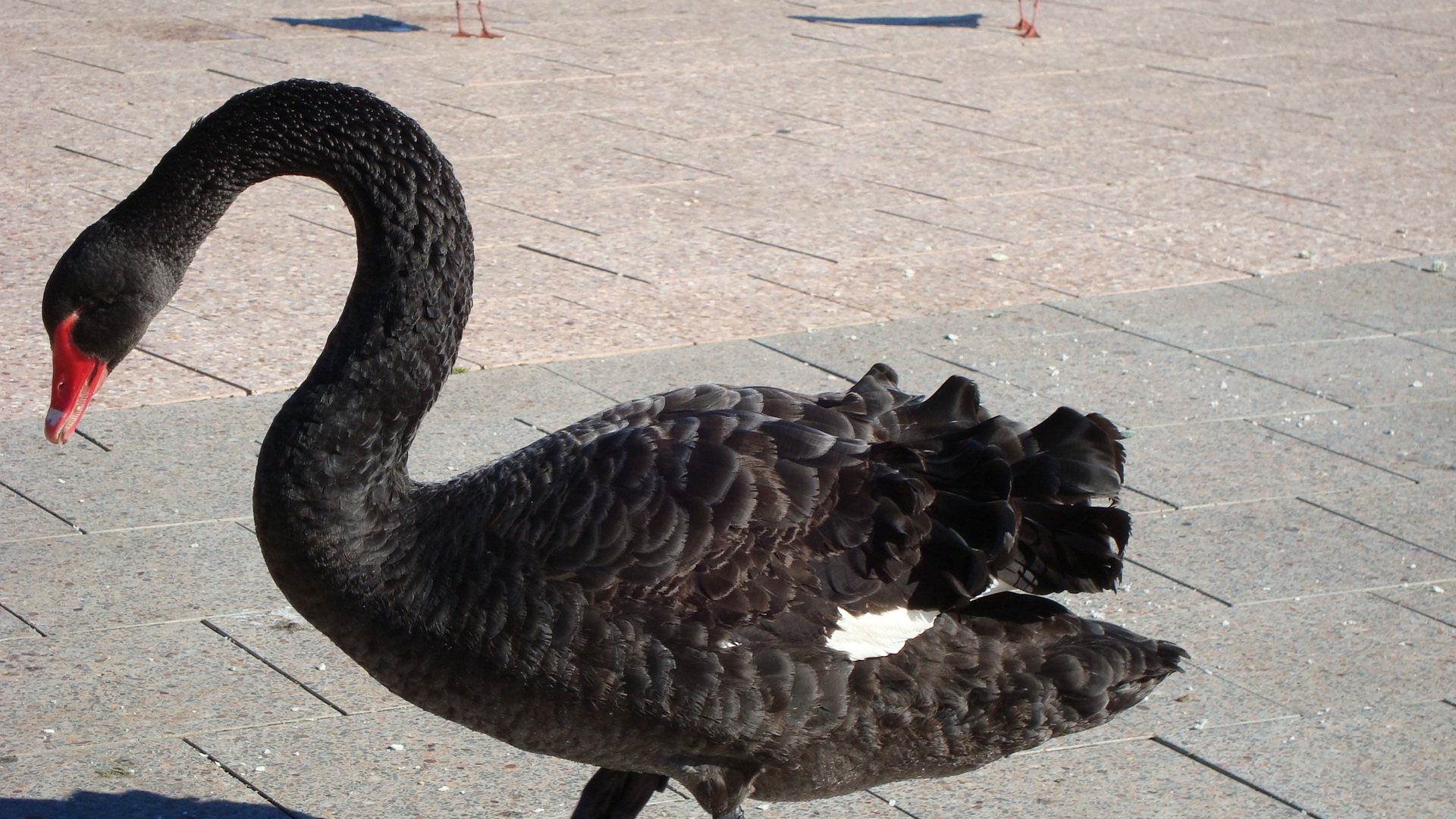 Black swan, Australia