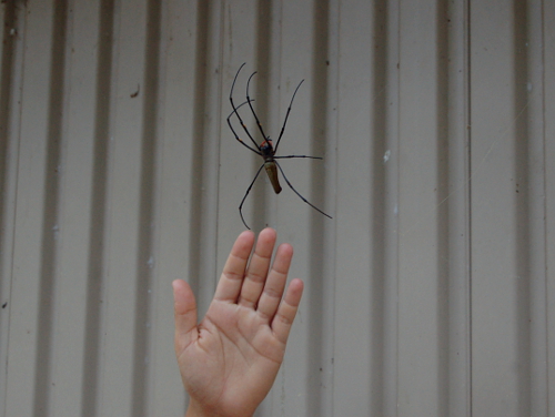 In Australia spiders kill you